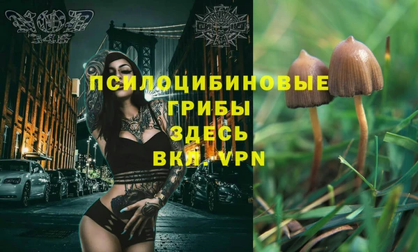 стаф Алзамай